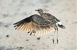 Double-banded Courser